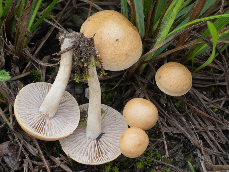 Agrocybe vervacti